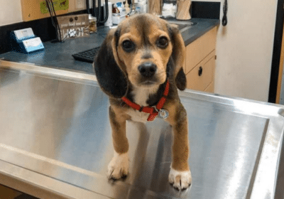 Beagle Dog For Sale in Georgia