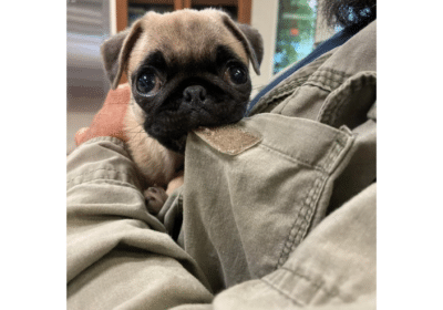 Black-And-Fawn-PUG-Babies
