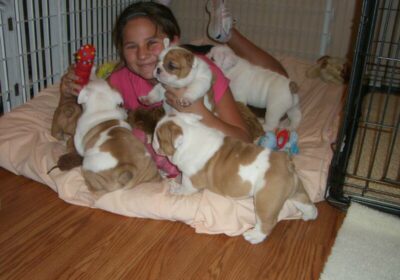 English Bulldog Puppies Available For Adoption in Kansas