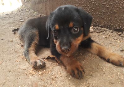 Rottweiler Puppy For Sale in Kallayam Thiruvananthapuram
