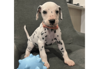 Dalmatian-Puppies-in-California