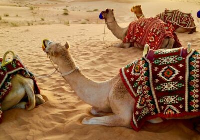 Desert Camping Dubai | Go Kite Travel