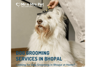 Dog-Groomers-in-Bhopal-Mr-n-Mrs-Pet