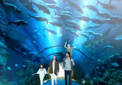 Dubai Aquarium | Go Kite Travel