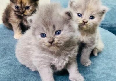 Persian Kittens For Sale in Bangalore