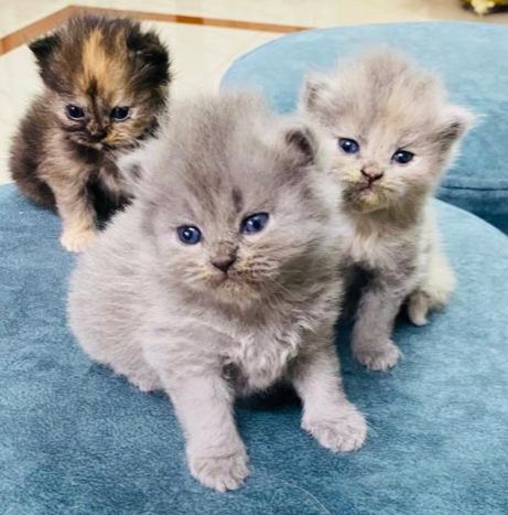 Persian Kittens For Sale in Bangalore