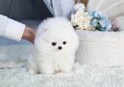 Lovely Pomeranians Male and Female Pups in California