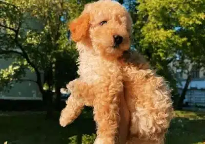 Playful Goldendoodle Pups Available in California