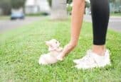 Chihuahua Puppies For Sale in New Jersey