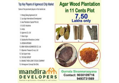 Invest 7.50 Lakhs in Agarwood Plantation in Guntur | Mandira Developers