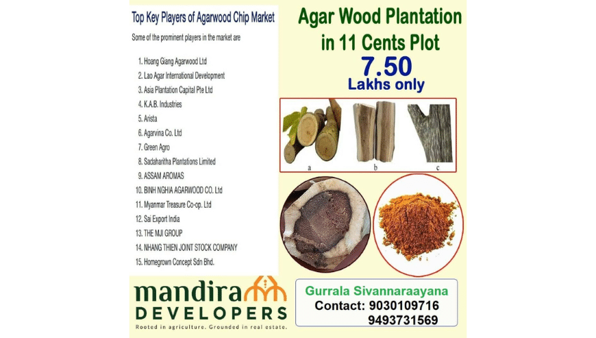 Invest 7.50 Lakhs in Agarwood Plantation in Guntur | Mandira Developers