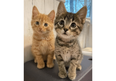 Kittens-Available-For-Adoption-in-London