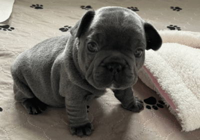 Male-and-Female-French-Bulldog-For-Sale-in-Michigan