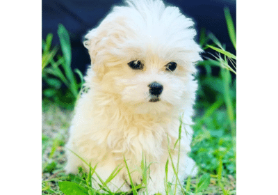 Maltese Puppy Available For Sale / Adoption in Arizona