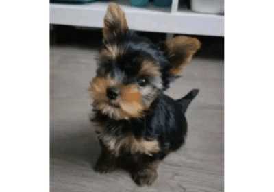 Yorkie Puppy Available in Arkansas