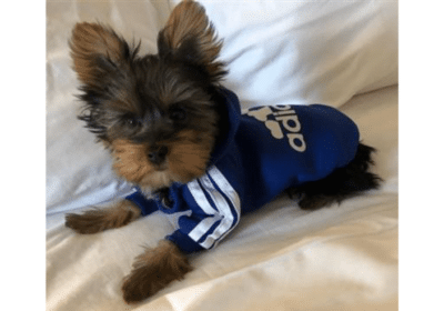 Yorkies-Puppies-Available-For-Adoption-in-Texas