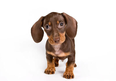 Sweet Dacshund Puppies For Sale in Florida