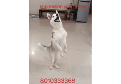 impression-dog-trainer