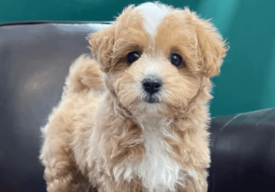 Adorable Maltipoo Puppies For Adoption in California