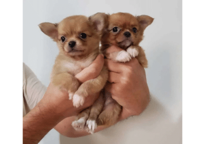 puppies-in-New-Jersey