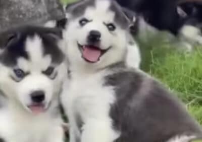 Husky Puppies Available in Louisiana