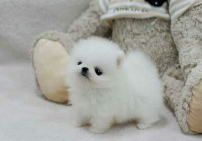 Beautiful Pomeranian Puppies Available in Germany