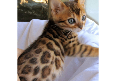 Beautiful-Bengal-Kittens-Ready-For-New-Homes-in-Florida
