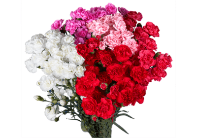 Best-Carnations-Flowers-in-USA-Global-Rose
