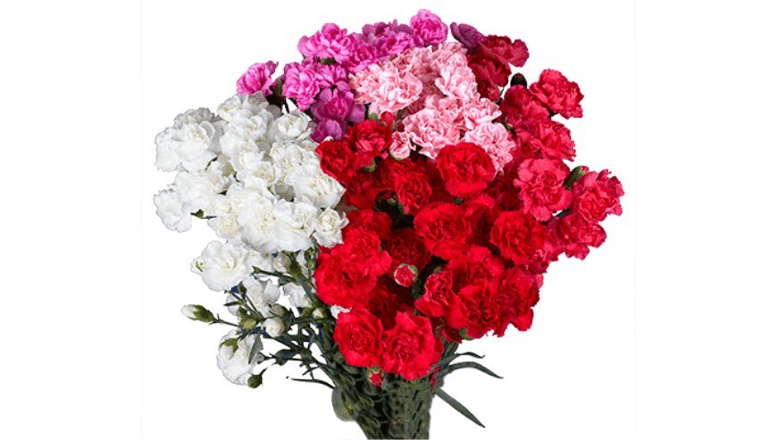 Best Carnations Flowers in USA | Global Rose