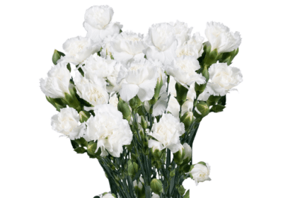 Choose The Best White Carnations in USA | Global Rose