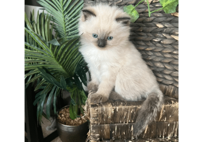 Birman Kittens Ready For Adoption in Florida