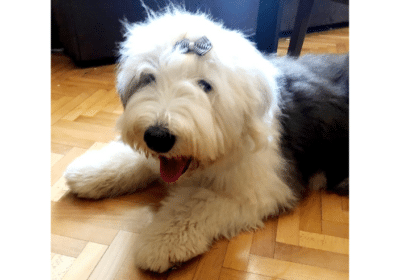 Bobtail-Old-English-Sheepdog-Puppies-For-Sale-in-Serbia
