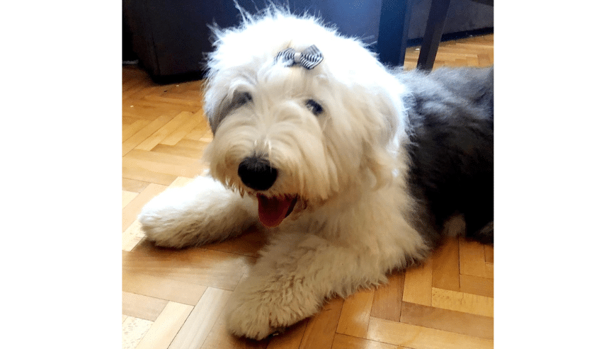 Bobtail-Old English Sheepdog Puppies For Sale in Serbia