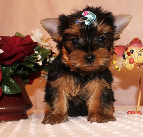 Tea Cup Yorkie Puppies For Adoption in California
