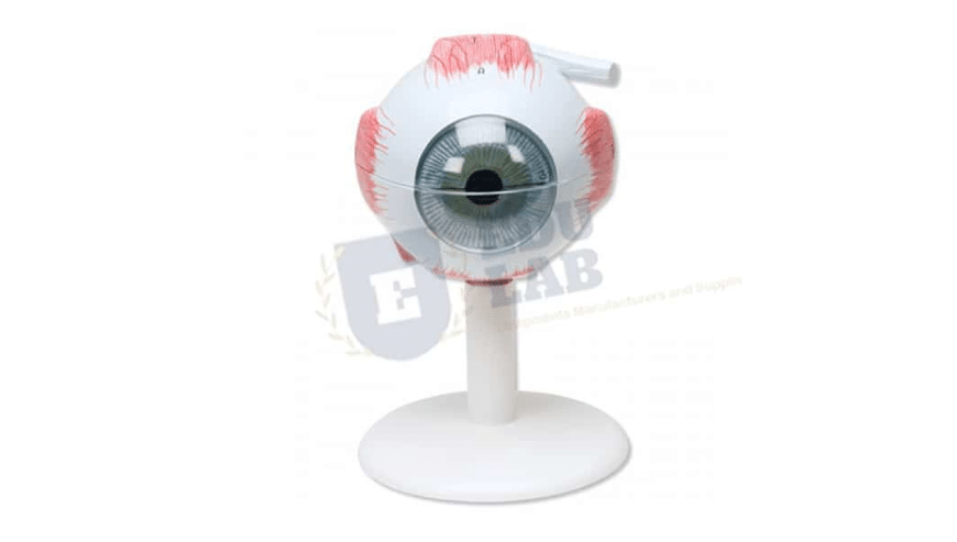 Classic Eye Model Manufacturer Supplier and Exporter | Educational Lab Equipments