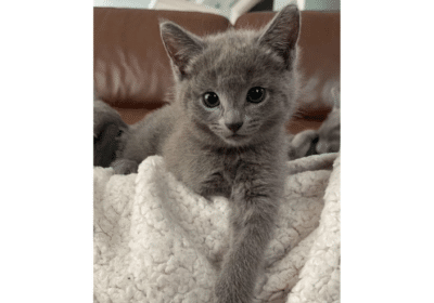 Hypoallergic Russian Blue Kittens For Adoption in Florida