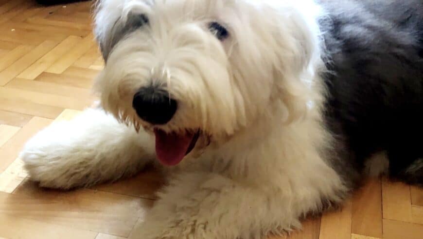 Bobtail-Old English Sheepdog Puppies For Sale in Serbia