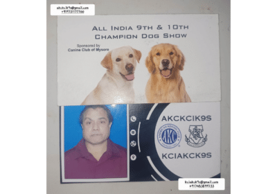 Kennel-Club-of-India-Puppies-Labrador-Retriever-and-Golden-Retriever