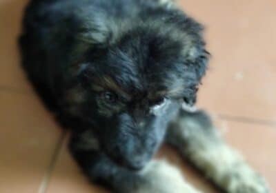 German Shepherd Puppy For Sale in Ambattur