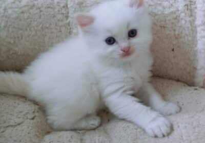 Ragdoll Kittens For Sale in Darwin Australia