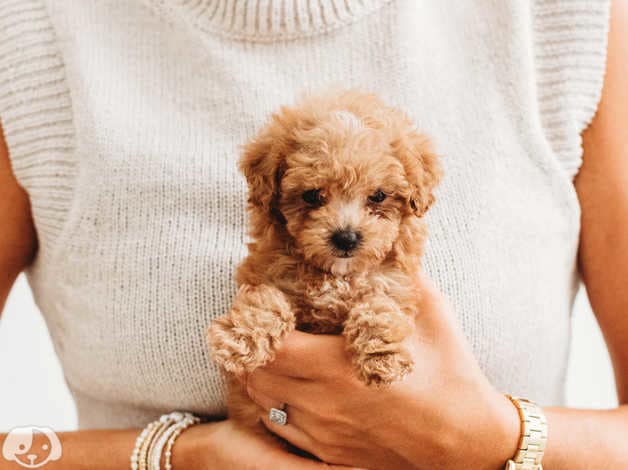 Toy Poodle Puppies Available in Germany
