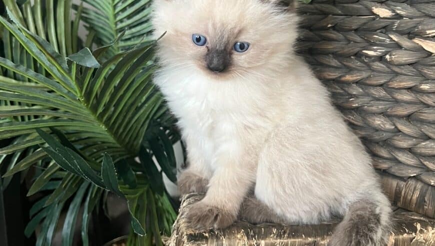 Birman Kittens Ready For Adoption in Florida