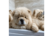 One Boy Left! KC Registered Chow Chow Puppies For Sale in California