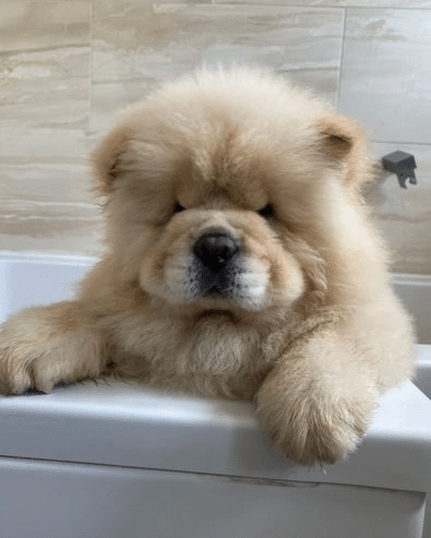 One Boy Left! KC Registered Chow Chow Puppies For Sale in California