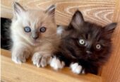 Male and Female Kittens Ready For Adoption in Australia