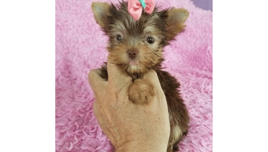 Tea Cup Yorkie Puppies For Adoption in California