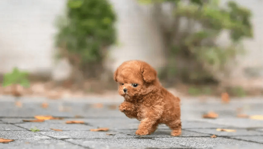 Toy Poodle Puppies Available in Germany