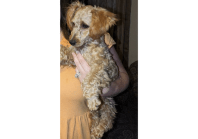 5-Month-Old-Miniature-Poodle-Male-in-Colorado