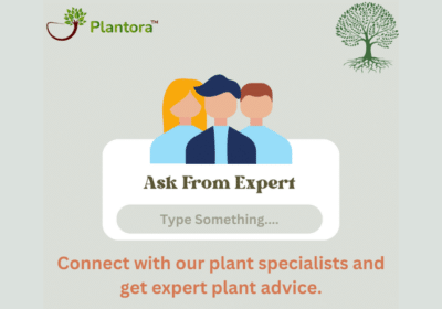 Ask-From-Plant-Experts-For-Plant-Care-Plantora