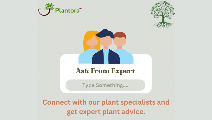 Ask From Plant Experts For Plant Care | Plantora